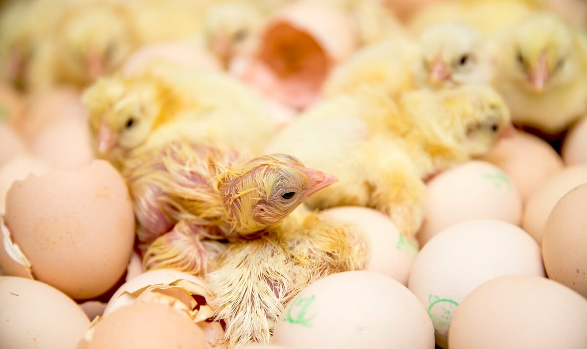 Hatch Your Flock: Premium Chicken Hatching Eggs for Sale