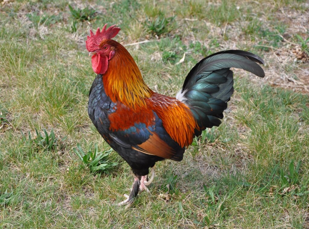 rooster