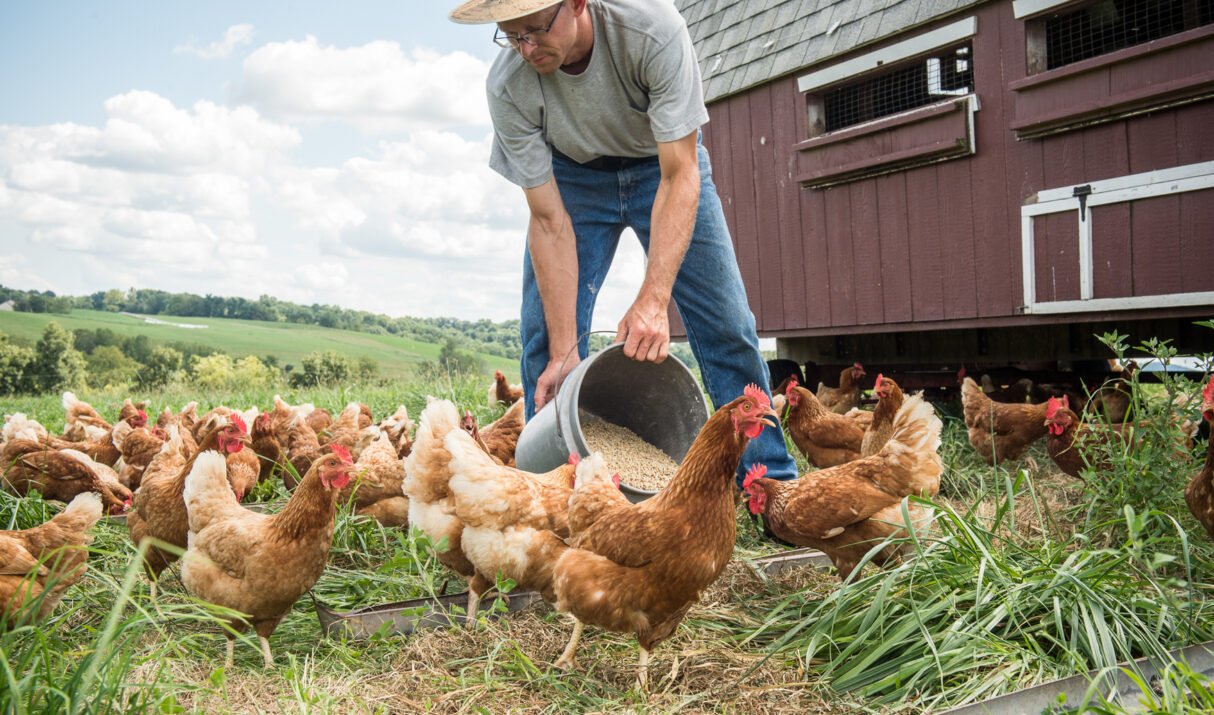 Find the Best Local Poultry Farm Near Me for Fresh Eggs & Meat