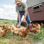 pasture_raised_chickens