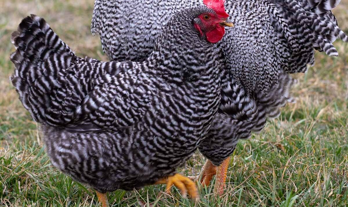 Buy Started Pullets for Sale: Skip the Brooder, Get Eggs Sooner!