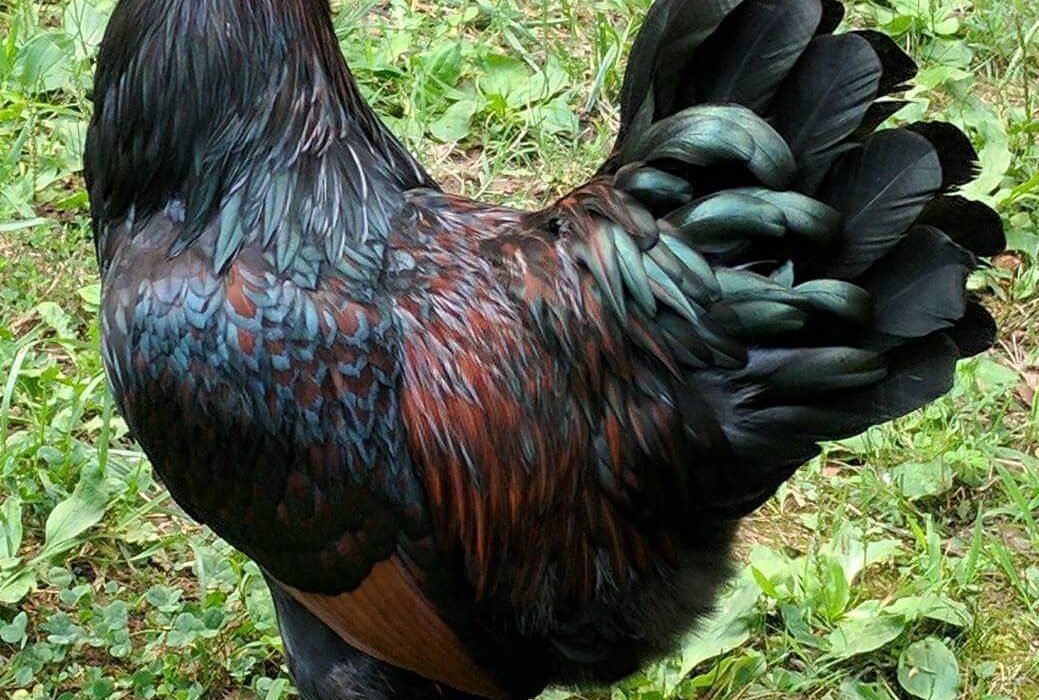 Buy Barnevelder Chicken