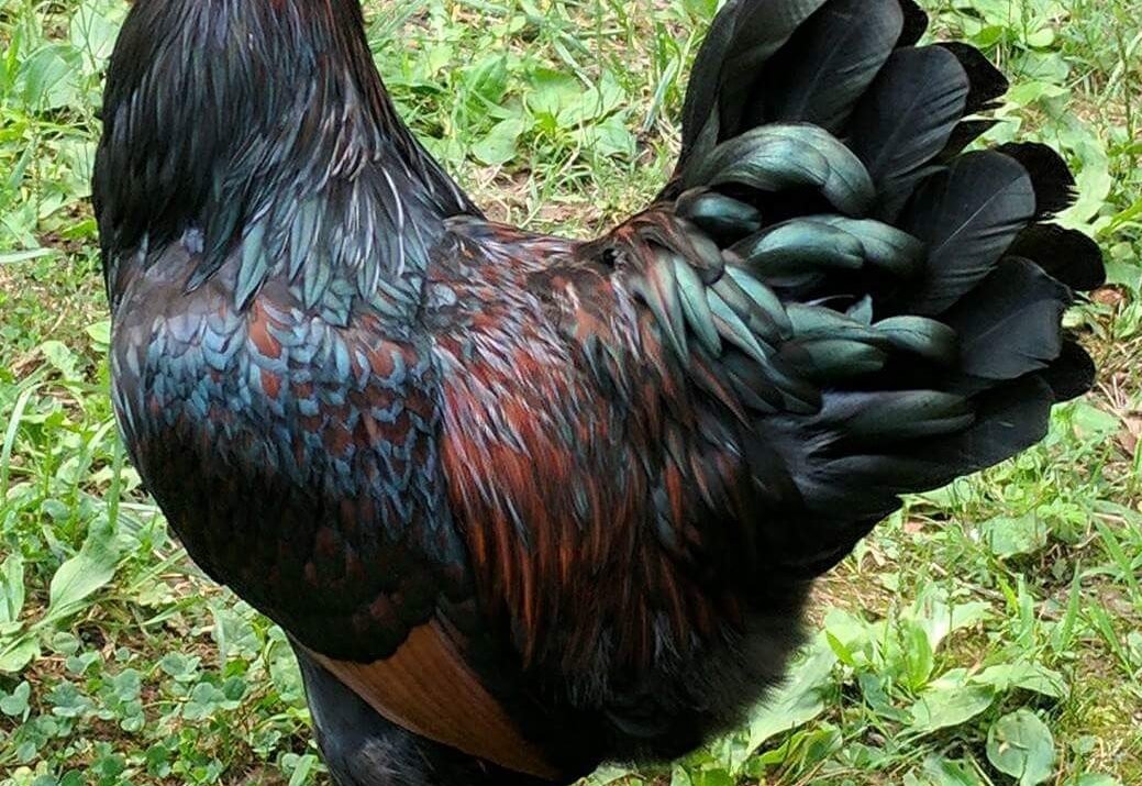 Discover the Best Dark Brown Egg Layers for Your Flock