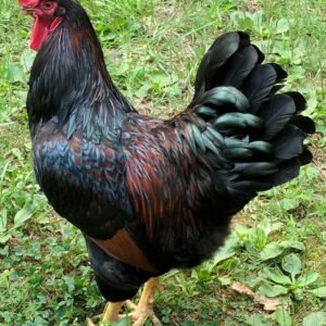 Buy Barnevelder Chicken