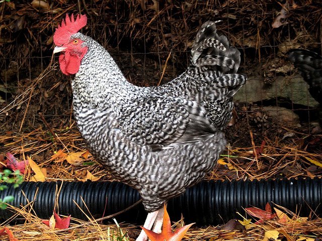 Ready for Fresh Eggs? Find Quality Chicken Pullets for Sale at Hilltop Poultry