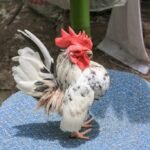 kikiriki chicken