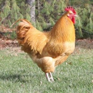 Buff Orpington Chicken