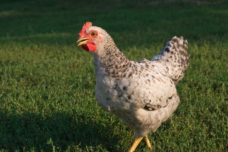Healthy Pullets for Sale: Start Your Flock with Ready-to-Lay Young Hens