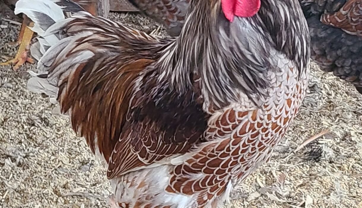 Splash Laced Red Wyandottes