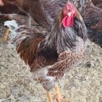 Splash Laced Red Wyandottes