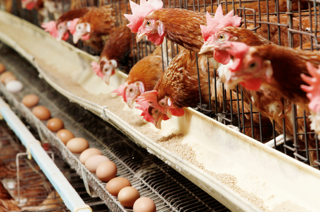 Your Ultimate Guide to Finding Fertile Eggs for Sale Near Me