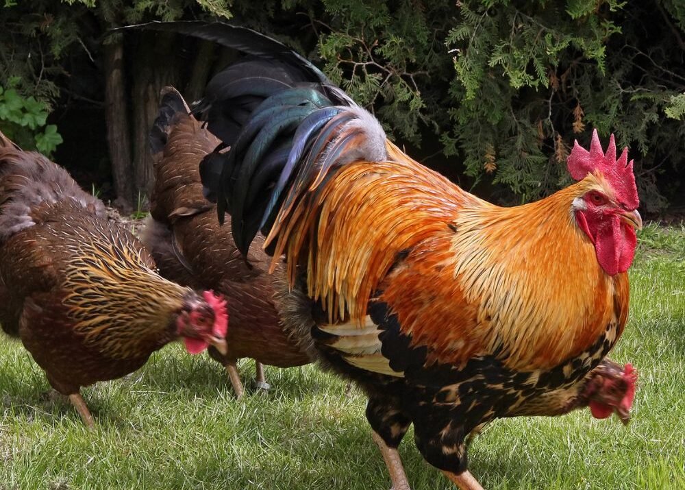 Welsummer Chickens for Sale: Prized for Their Dark Brown Eggs