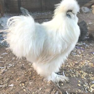 Rare Chicken Breeds