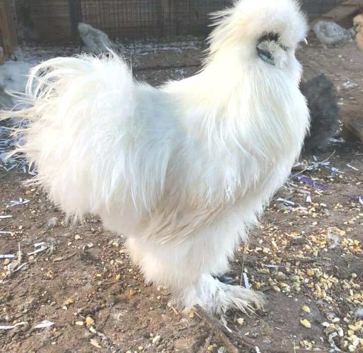 White Silkie Bantam