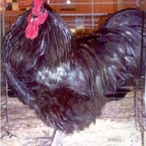 Black Australorp Chicken