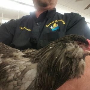 Blue Ameraucana Chicken