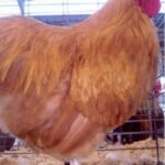 Buff Orpington Bantam