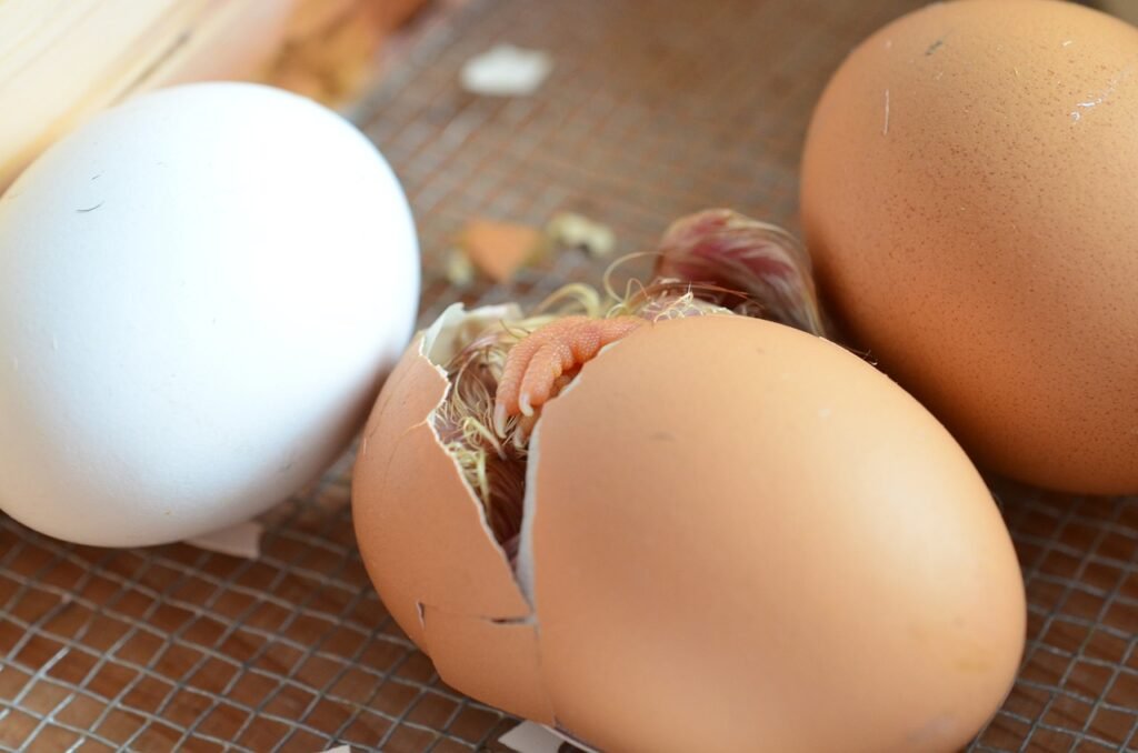 French Wheaten Marans Hatching Eggs