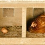 laying cinnamon hens