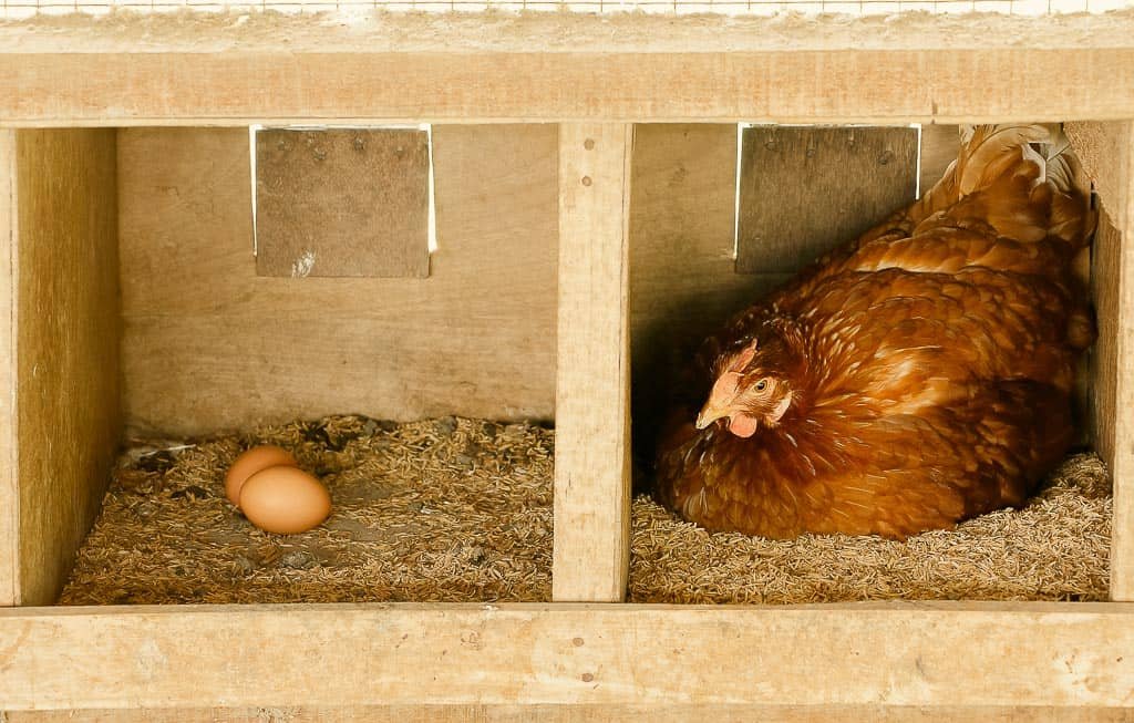 laying cinnamon hens