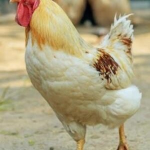 Cinnamon Queen Chickens