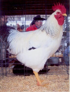 Your Premier Source for Meat Chickens For Sale