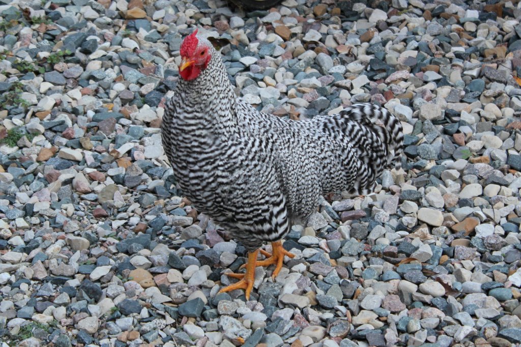 Discover the Charm of Bantam Chickens For Sale at Hilltop Farm