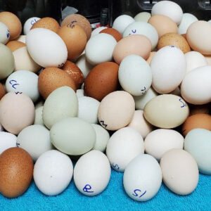 Potluck Ultra Rare Special Hatching Eggs