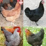 French Marans Female
