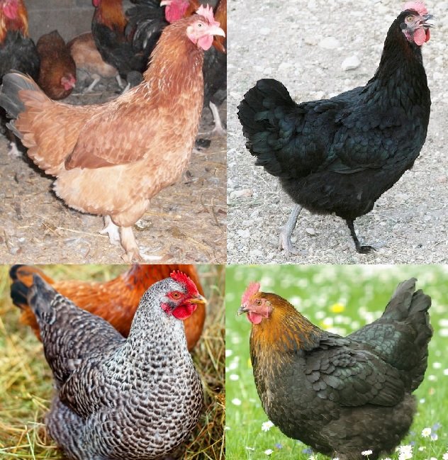 Your Ultimate Guide: Where to Buy Chickens Near You
