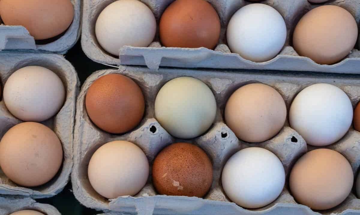 Hatching Your Flock: A Guide to Premium Fertile Eggs for Sale