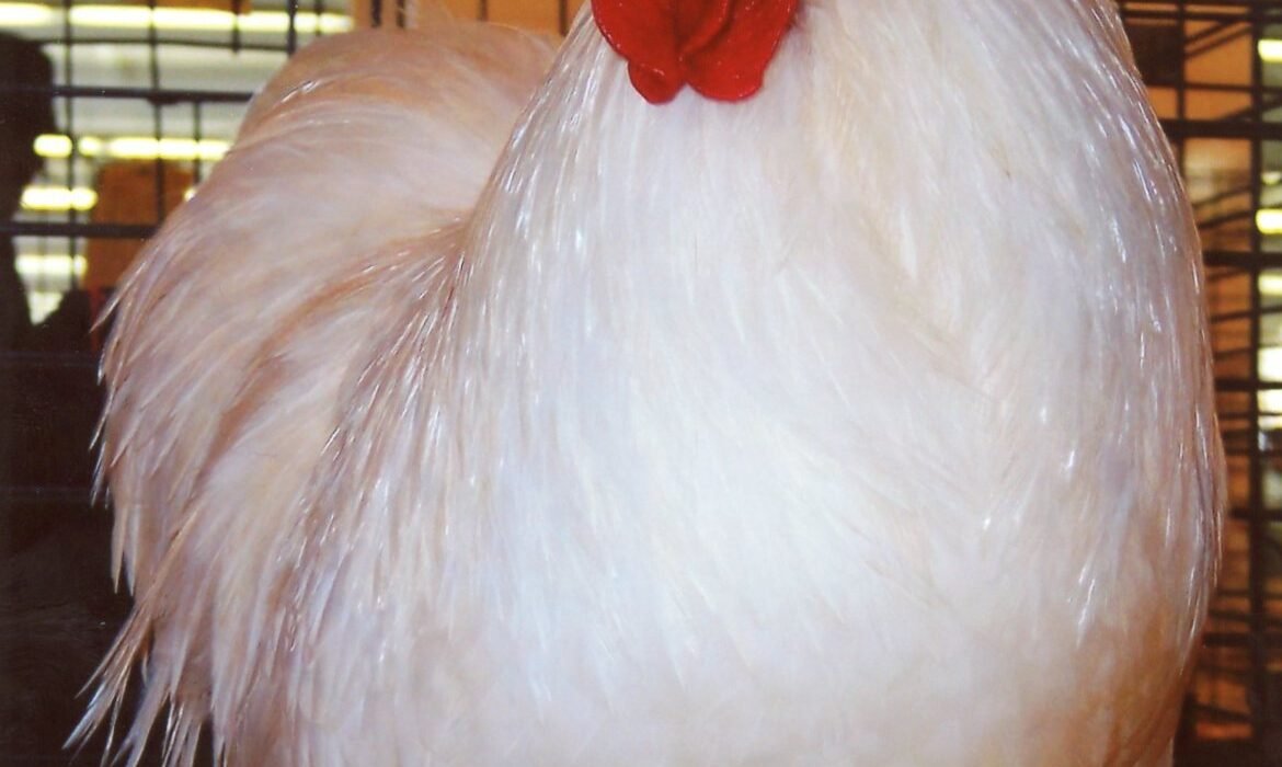 White Cochin Bantam