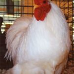 White Cochin Bantam