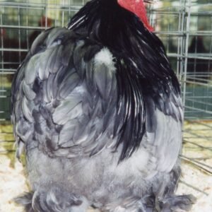 Blue Cochin Bantam For Sale