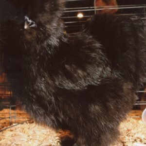 Black Silkie Bantam