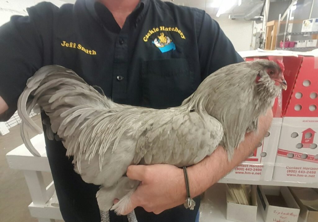 The Black Ameraucana Chicken: Your Guide to This Blue Egg Wonder