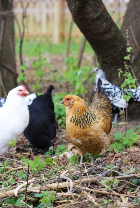 Where to Buy Backyard Chickens: Your Ultimate Guide to Starting Your Flock