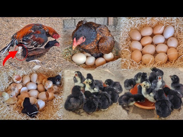Egg Laying Chickens For Sale: Your Guide to Top Backyard Layers