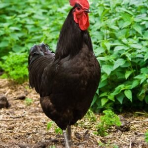 Black Jersey Giant Chicken