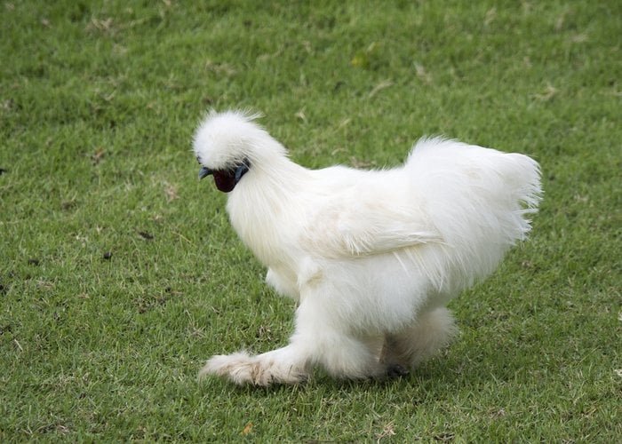 Elevate Your Flock with Stunning Ornamental Chickens for Sale