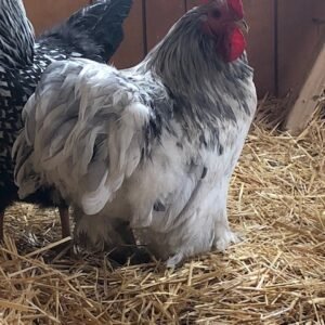 Splash Cochin Bantam