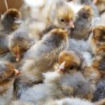 Blue/Splash Laced Red Wyandottes Hatching Eggs